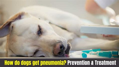 The Various Forms of Pneumonia. . How long is dog pneumonia contagious